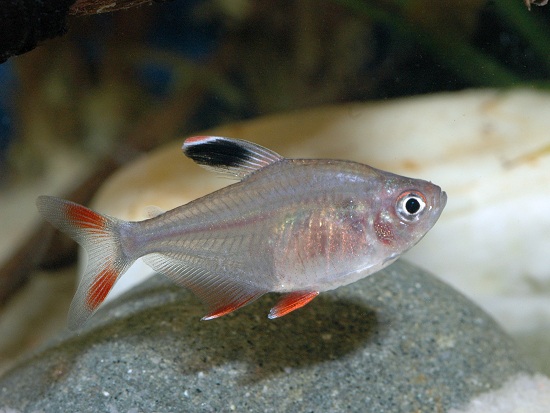 HYPHESSOBRYCON BENTOSI